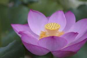 antivirus freedoor2.4.6.8