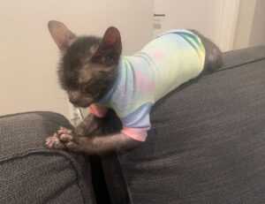 why are tuzialadu hotel comforters so fluffy