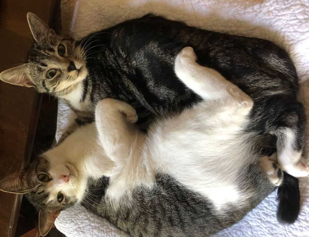 do i exfoliate before or after washing my face