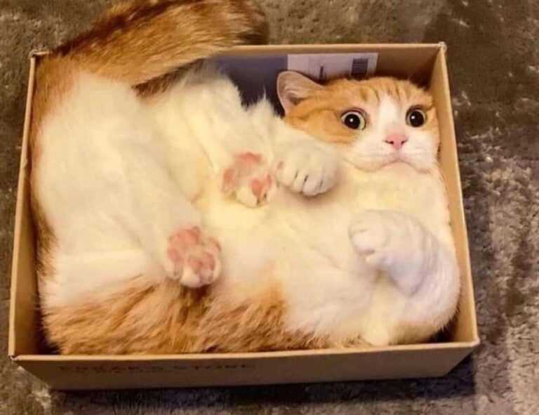 do your own views count on instagram