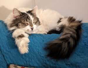 dr brandt speed recovery serum reviews