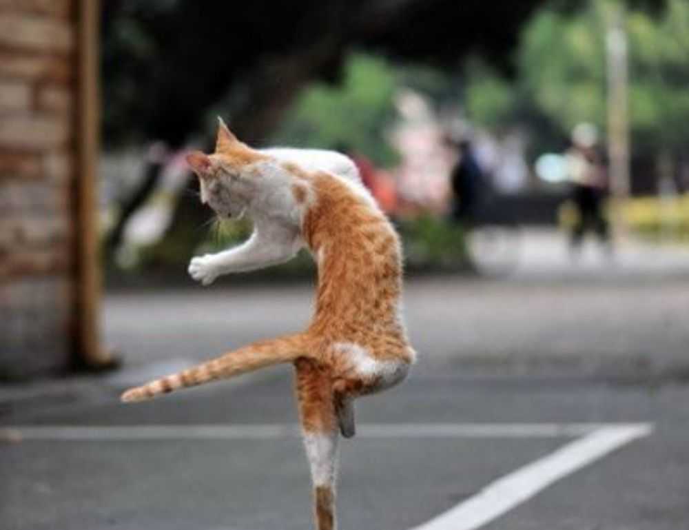 edgy short pixie cuts front and back