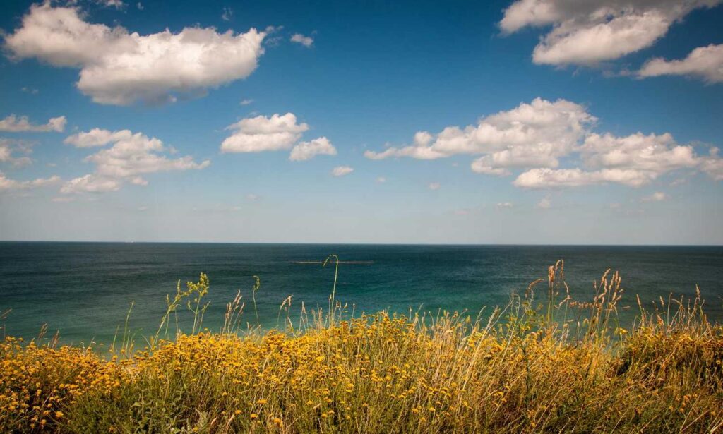 face cream for african american skin