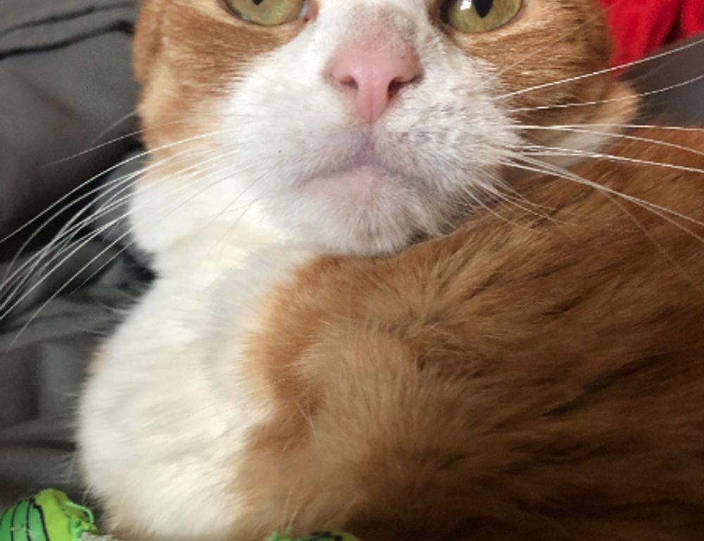 face shape double chin round face medium length hairstyles