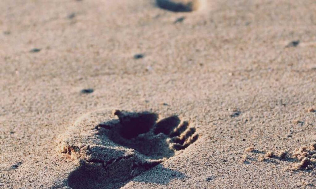 fhthgoodfood latest trending foods from fromhungertohope