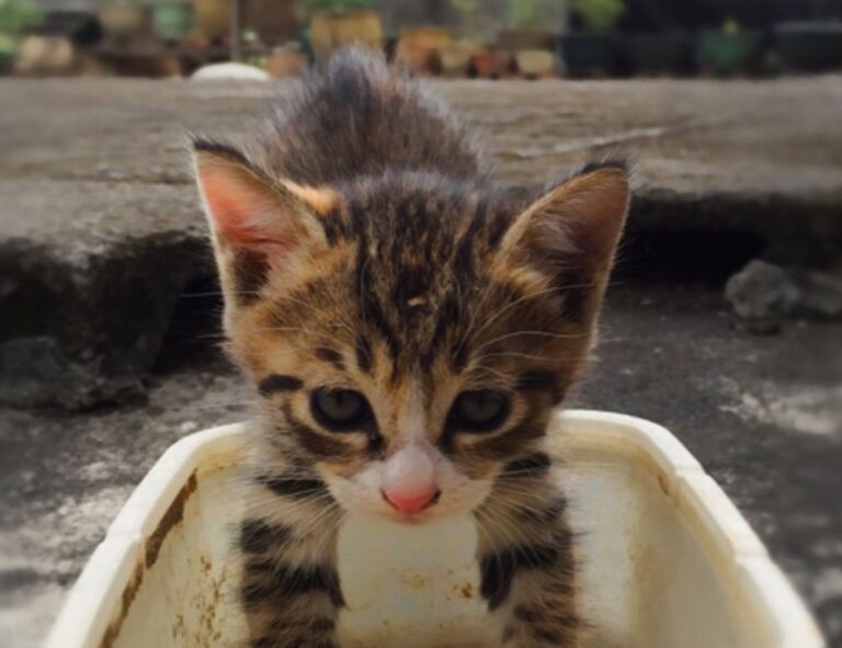 france national football team vs netherlands national football team timeline