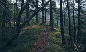 free stuff for toddlers by mail