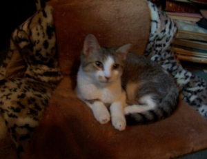 fringe front layered haircuts for long hair